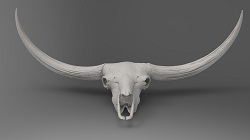 Bison latifrons skull, aka, "Mary Lou" (front)